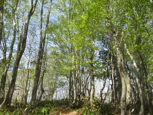 【いしかわステイサポート】鉢伏山・ブナの再生・保全に  世界農業遺産・能登の里山で森づくりに関わりませんか？よる森づくり