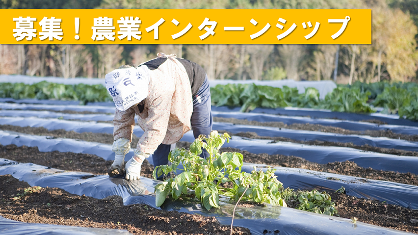 平成28年度 農業インターンシップ 研修生を募集します